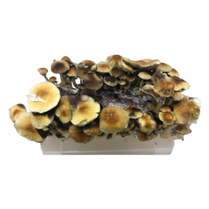 DIY Mushroom Grow Kit -Inject-and-Forget Bags 2LBS