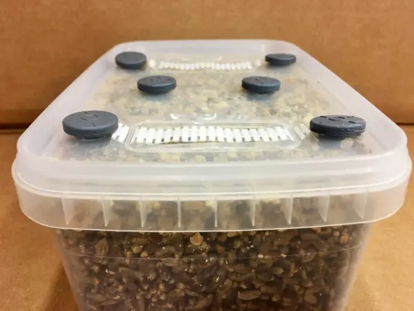Mushroom Grow Kit dutch style.