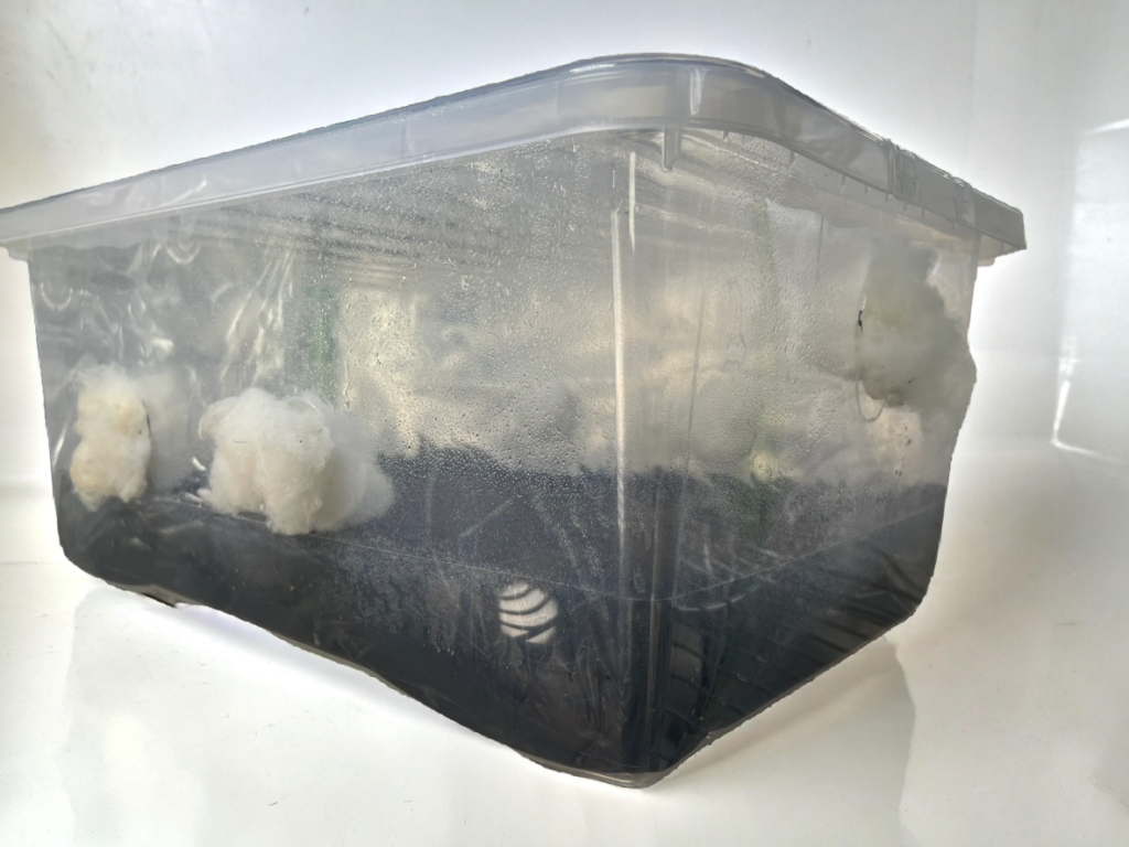 A fully prepared monotub grow kit guide setup with high humidity, filter-stuffed air holes, and a dark substrate layer for optimal monotub mushroom kit cultivation.