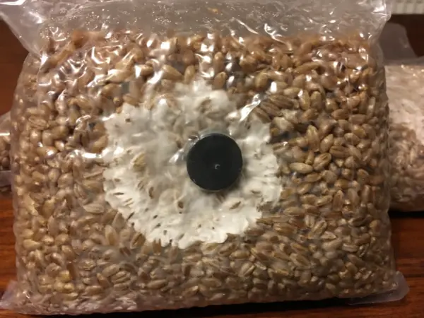 A sterilized rye grain bag with visible mycelium growth around an injection port, demonstrating the early stages of colonization. These sterilized grain spawn bags are ideal for mushroom cultivation, using organic rye grain spawn as a nutrient-rich medium. The bag contains sterilized rye berries, ensuring a contamination-free environment for mycelium development.