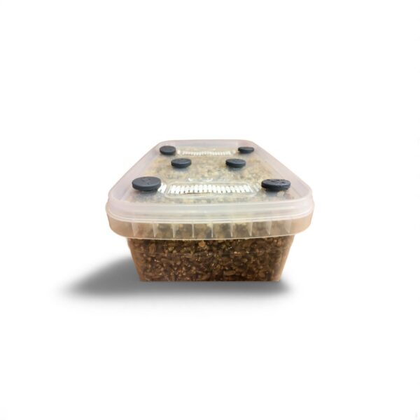 Simplici-kit Mushroom Grow Kit