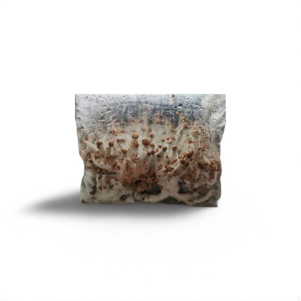 SprinkleBags mushroom growing kit