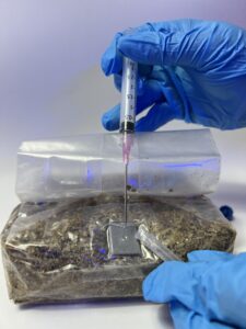 Hands wearing blue gloves inoculating a sterilized mushroom grow bag.