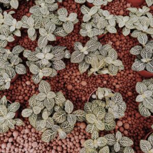 Leca Clay Pebbles 10L Bag