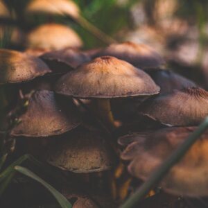 King Stropharia (Wine Cap) Mushroom Spawn 1kg