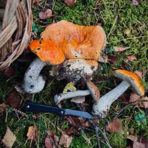 Mushroom Foraging Knife with Brush