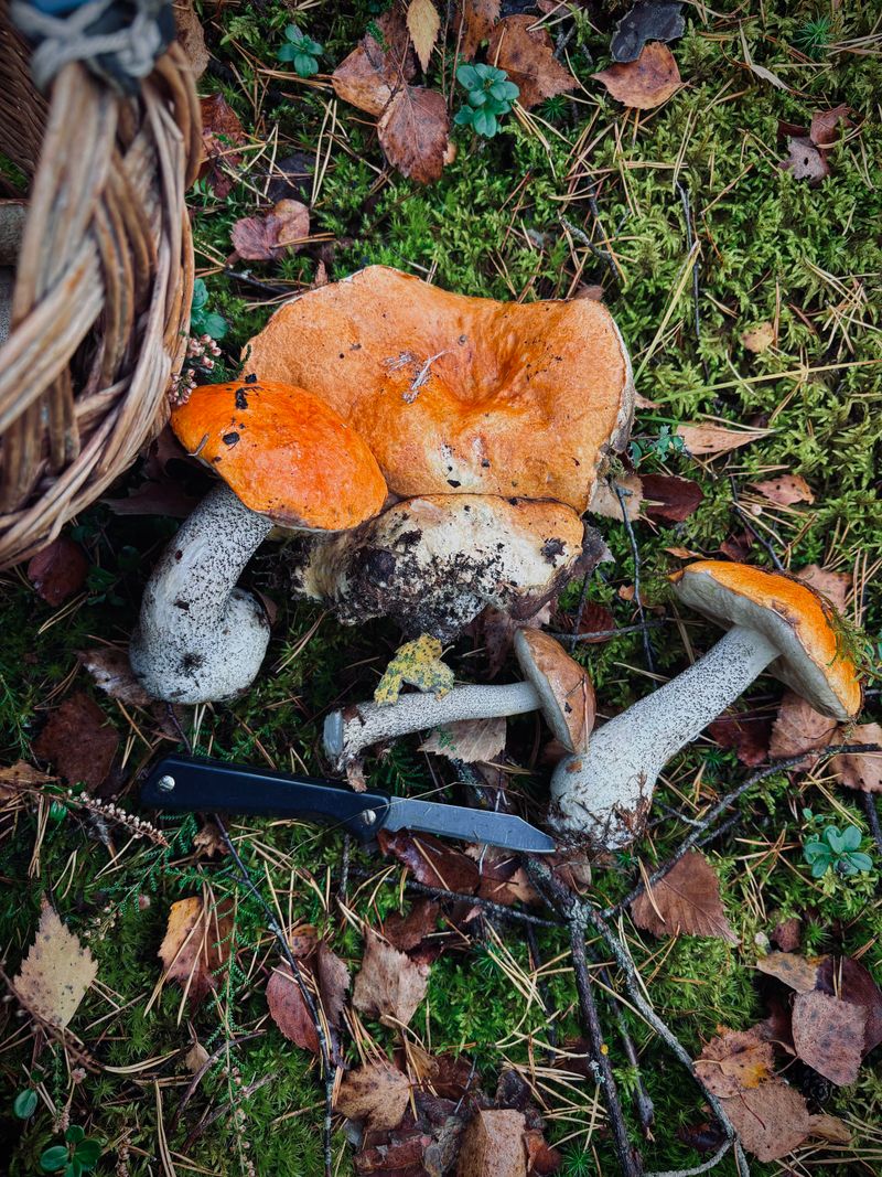 Mushroom Foraging Knife with Brush