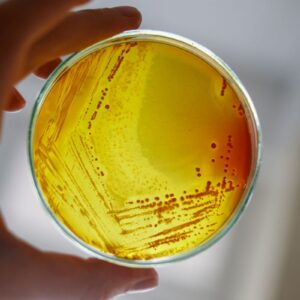 Agar-Agar Powder 100g